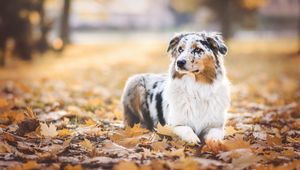 Preview wallpaper australian shepherd, dog, autumn, foliage