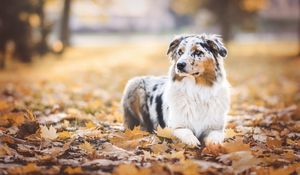 Preview wallpaper australian shepherd, dog, autumn, foliage