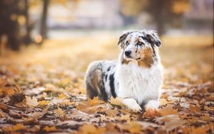 Preview wallpaper australian shepherd, dog, autumn, foliage