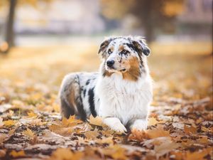 Preview wallpaper australian shepherd, dog, autumn, foliage