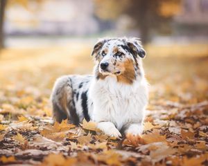 Preview wallpaper australian shepherd, dog, autumn, foliage