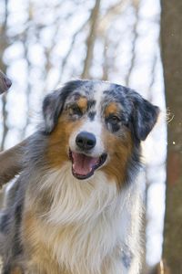 Preview wallpaper australian shepherd, dog, couple, play, face