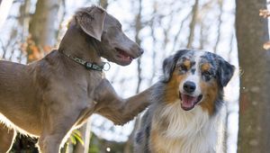 Preview wallpaper australian shepherd, dog, couple, play, face