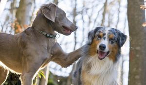 Preview wallpaper australian shepherd, dog, couple, play, face