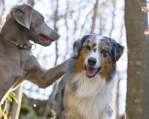 Preview wallpaper australian shepherd, dog, couple, play, face