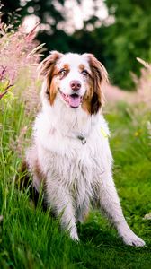 Preview wallpaper australian shepherd, dog, flowers, meadow, grass, nature