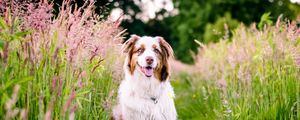 Preview wallpaper australian shepherd, dog, flowers, meadow, grass, nature