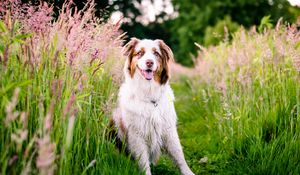 Preview wallpaper australian shepherd, dog, flowers, meadow, grass, nature