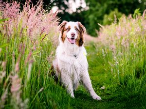 Preview wallpaper australian shepherd, dog, flowers, meadow, grass, nature