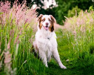 Preview wallpaper australian shepherd, dog, flowers, meadow, grass, nature