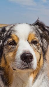 Preview wallpaper australian shepherd, dog, muzzle, spotted, road