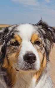 Preview wallpaper australian shepherd, dog, muzzle, spotted, road