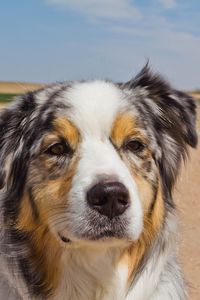 Preview wallpaper australian shepherd, dog, muzzle, spotted, road