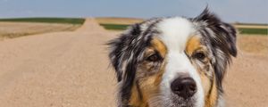 Preview wallpaper australian shepherd, dog, muzzle, spotted, road