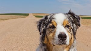 Preview wallpaper australian shepherd, dog, muzzle, spotted, road