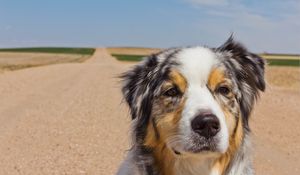 Preview wallpaper australian shepherd, dog, muzzle, spotted, road