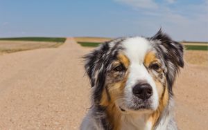 Preview wallpaper australian shepherd, dog, muzzle, spotted, road