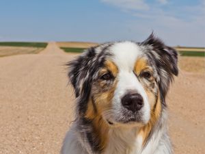 Preview wallpaper australian shepherd, dog, muzzle, spotted, road