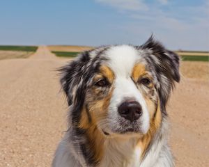 Preview wallpaper australian shepherd, dog, muzzle, spotted, road