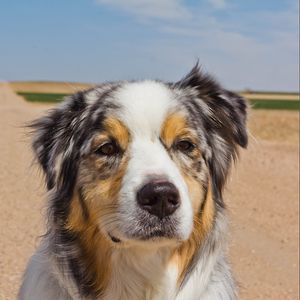 Preview wallpaper australian shepherd, dog, muzzle, spotted, road