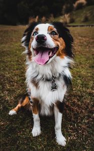 Preview wallpaper australian shepherd, dog, pet, protruding tongue