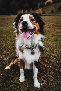 Preview wallpaper australian shepherd, dog, pet, protruding tongue