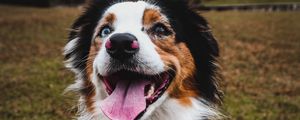 Preview wallpaper australian shepherd, dog, pet, protruding tongue