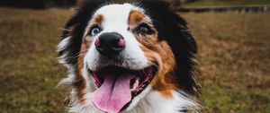 Preview wallpaper australian shepherd, dog, pet, protruding tongue