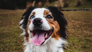 Preview wallpaper australian shepherd, dog, pet, protruding tongue