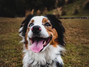 Preview wallpaper australian shepherd, dog, pet, protruding tongue