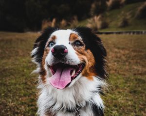 Preview wallpaper australian shepherd, dog, pet, protruding tongue