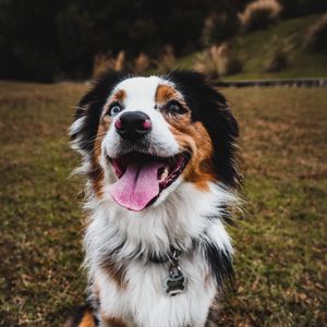 Preview wallpaper australian shepherd, dog, pet, protruding tongue