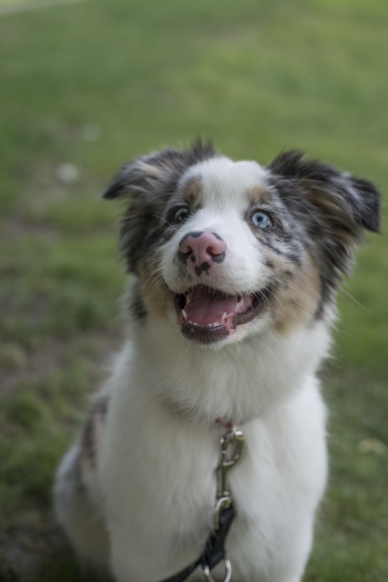 Download wallpaper 1335x2000 australian shepherd, dog, protruding ...