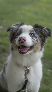 Preview wallpaper australian shepherd, dog, protruding tongue, pet, cute