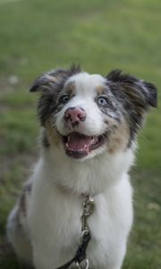 Preview wallpaper australian shepherd, dog, protruding tongue, pet, cute