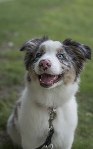 Preview wallpaper australian shepherd, dog, protruding tongue, pet, cute