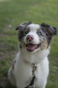 Preview wallpaper australian shepherd, dog, protruding tongue, pet, cute