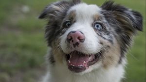 Preview wallpaper australian shepherd, dog, protruding tongue, pet, cute