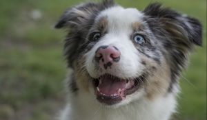 Preview wallpaper australian shepherd, dog, protruding tongue, pet, cute