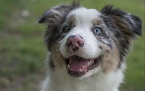 Preview wallpaper australian shepherd, dog, protruding tongue, pet, cute