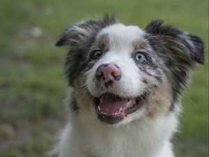 Preview wallpaper australian shepherd, dog, protruding tongue, pet, cute