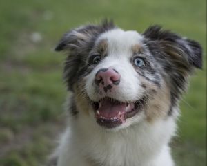 Preview wallpaper australian shepherd, dog, protruding tongue, pet, cute