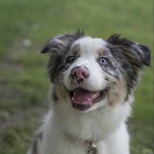 Preview wallpaper australian shepherd, dog, protruding tongue, pet, cute