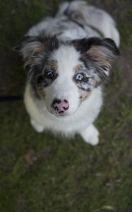 Preview wallpaper australian shepherd, dog, puppy, cute, spotted