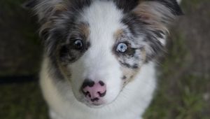 Preview wallpaper australian shepherd, dog, puppy, cute, spotted