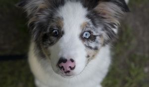 Preview wallpaper australian shepherd, dog, puppy, cute, spotted