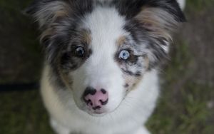 Preview wallpaper australian shepherd, dog, puppy, cute, spotted