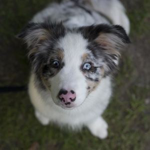 Preview wallpaper australian shepherd, dog, puppy, cute, spotted