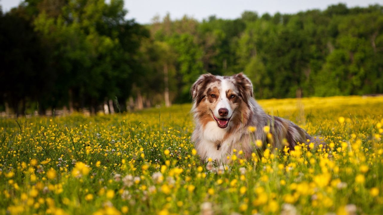 Wallpaper australian shepherd, dog, shepherd, grass, flowers, lie
