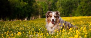 Preview wallpaper australian shepherd, dog, shepherd, grass, flowers, lie